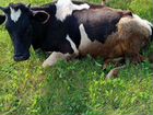 Коровы и телки объявление продам