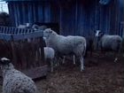 Овцы разных пород, русские, романовские, катумские объявление продам