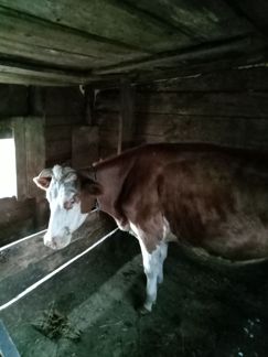 Корова с теленком - фотография № 1