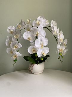 Орхидеяв горшке