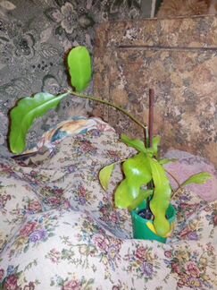 Оксипеталлюм