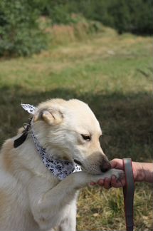 Славный пёс в дар