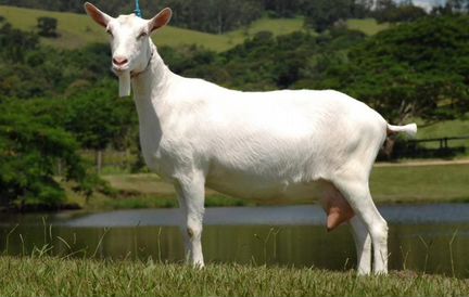 Зааненская дойная коза