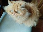 Персидский котенок объявление продам