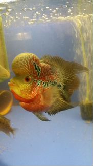 Хорны дисковые