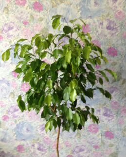 Фикус Бенджамина