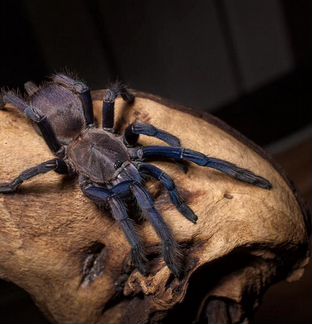 Паук птицеед Chilobrachys sp. blue vietnam