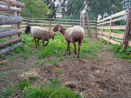 Курдючные баран и овца, ярки - фотография № 1