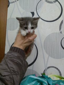 Котенок (девочка, 1.5 месяца) в добрые руки