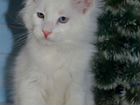 Котята мейн-кун белые