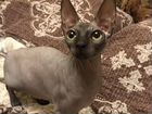 Кошка сфинкс 1,5 года