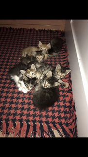 Полубобтейлы-котята