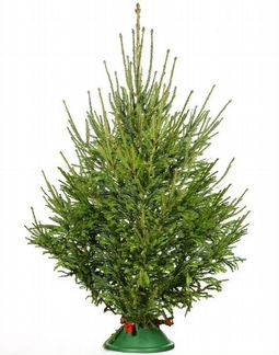 Живая Русская ель 144-145см