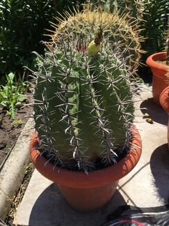 Коллекция кактусов