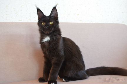Котята мейн-кун черного солидного окраса