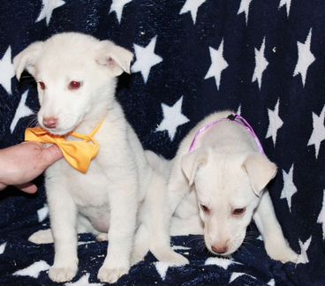 Белоснежные крохи