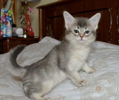 Сомалийские котята голубого окраса