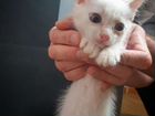 Тайские котята бесплатно объявление продам