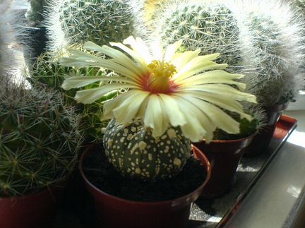 Кактусы и суккуленты