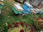Пчелы с ульями и рамками