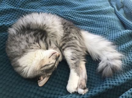 Жижа. Самая лучшая кошка на свете:)