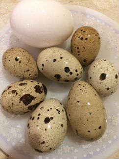Инкубационное яйцо перепелов породы Белый гигант