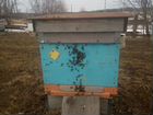 Пчёлы объявление продам