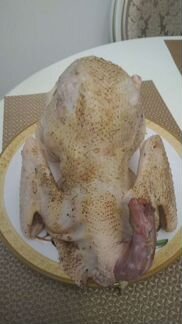 Домашняя птица