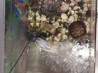 Красноухик черепахи с аквариумом объявление продам