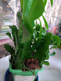 Эуфорбия трехгранная