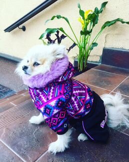 Новая одежда для собак «Радуга