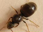 Матка муравьев Lasius niger чёрный садовый муравей