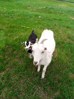 Дойные козы с дочками козочками - фотография № 2