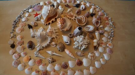 Продаю комплект красивых ракушек