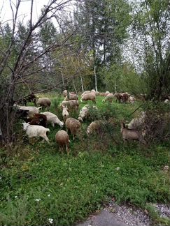Овцы бараны ягнята - фотография № 9