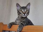 Бесплатно котята от кошки-сфинкса