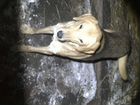 Русская гончая охотничая собака объявление продам