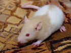 Серебристые и персиково-белый крысята