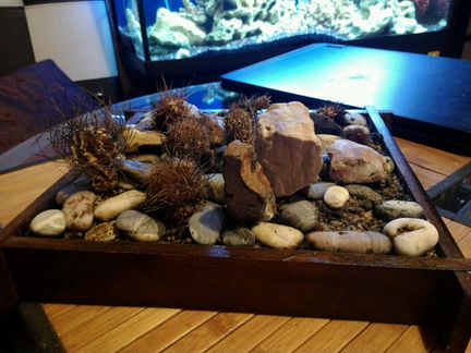 Сад камней с кактусами