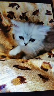 Котята персы