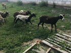 Овцы -баран