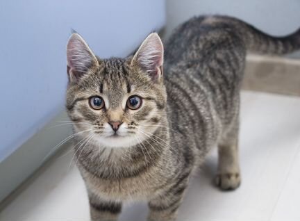 Котенок в добрые руки