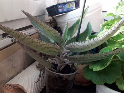 Каланхоэ, диффенбахия, кактусята