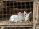 Кролики фландер объявление продам