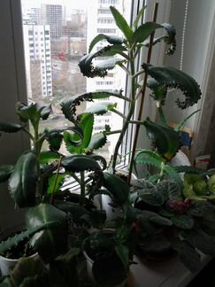 Комнатные цветы