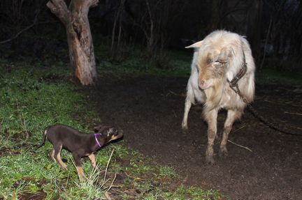 Австралийский келпи пастух