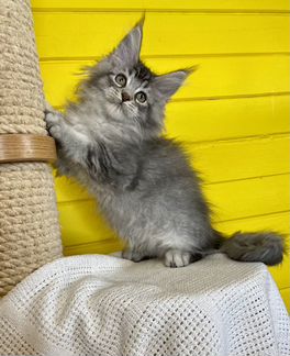 Котик мейн кун черный серебряный тикированный