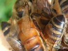 Пчеламатки бакфаст