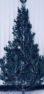 Живые елки пушистые