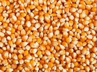 Зерно кукурузы объявление продам